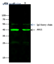 Sino Biological 100029-MM07 image 1