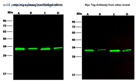 Sino Biological 100029-MM08 image 1