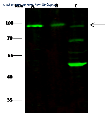  100304-R007 ͼ 1