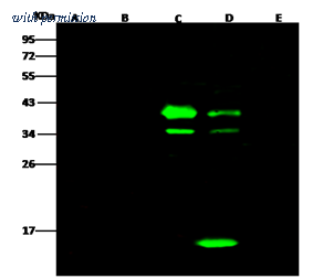 Sino Biological 100378-MM01 image 1