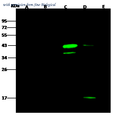 Sino Biological 100378-MM03 image 1