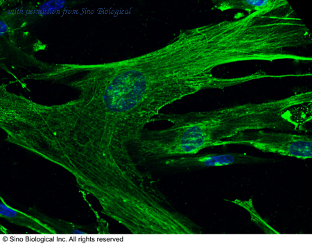 Sino Biological 10051-R011 image 1