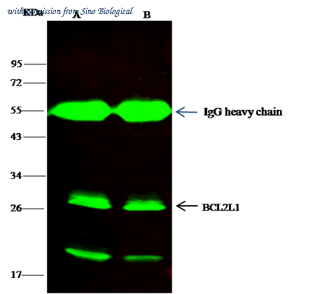 Sino Biological 10455-R016 image 1