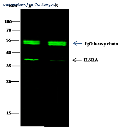 Sino Biological 10518-R017 image 1