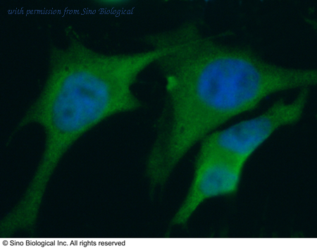Sino Biological 10939-MM03 image 1