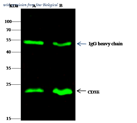 Sino Biological 10977-R801 image 1