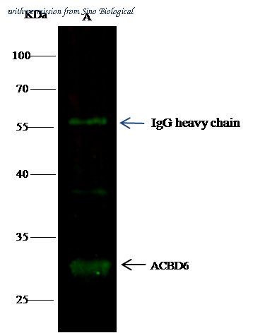 Sino Biological 11112-MM09 image 1