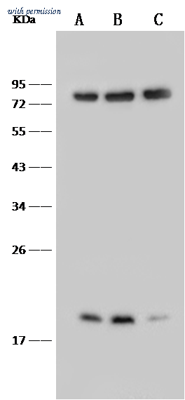 Sino Biological 11846-M401 image 1