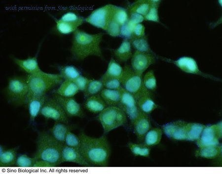 Sino Biological 12579-R201 image 1