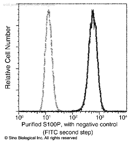 Sino Biological 12635-R207 image 1