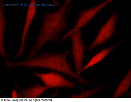 Sino Biological 12724-R040 image 1