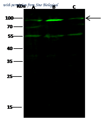 Sino Biological 12858-MM02 image 1