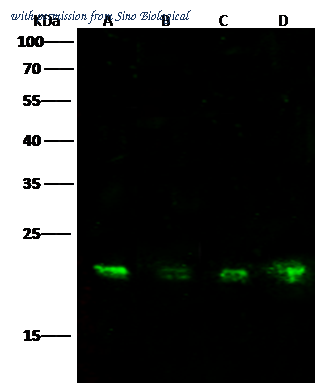 Sino Biological 12885-MM01 image 1