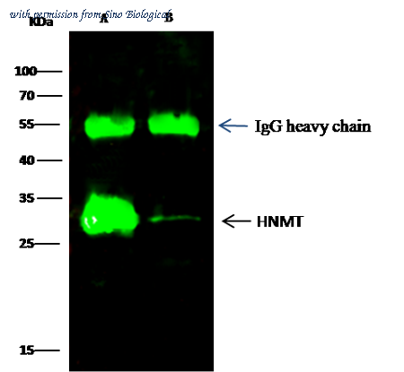 Sino Biological 13096-R034 image 1