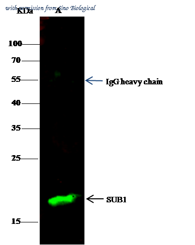 Sino Biological 14326-MM04 image 1