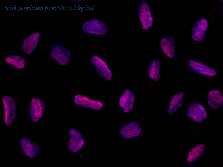 Sino Biological 14418-R015 image 1