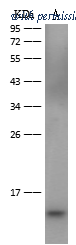Sino Biological 40471-M144 image 1