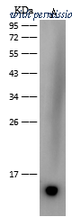 Sino Biological 40471-M201 image 1