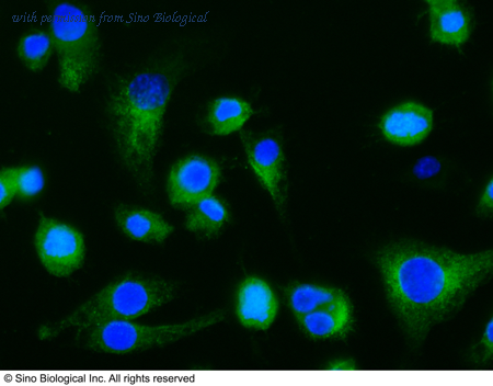 Sino Biological 50233-R010 image 1