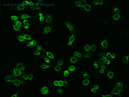 Sino Biological 50440-R101 image 1