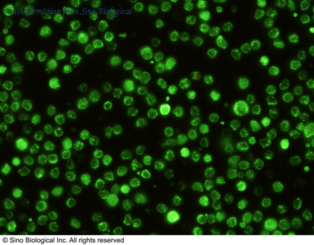 Sino Biological 50486-R143 image 1