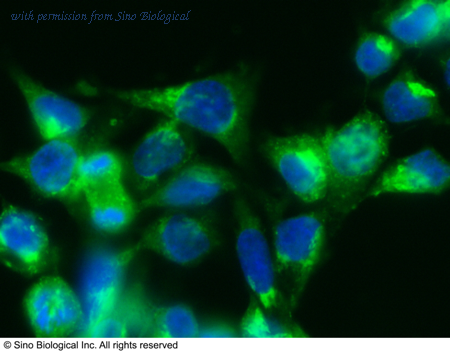 Sino Biological 68001-R101-F image 1