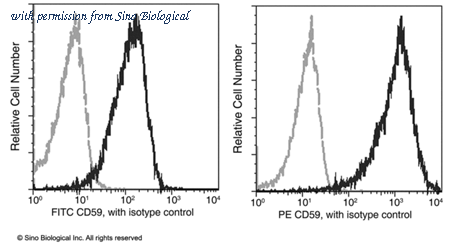 Sino Biological 80299-R001-P image 1