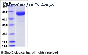 Sino Biological 10012-H02H2 image 1