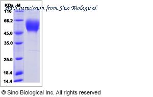 Sino Biological 10012-H08H1 image 1