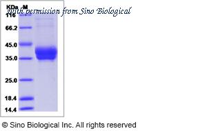 Sino Biological 10012-H08H2 image 1