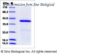 Sino Biological 10053-H07E1 image 1