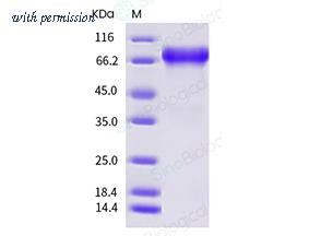 Sino Biological 10084-H02H-B image 1