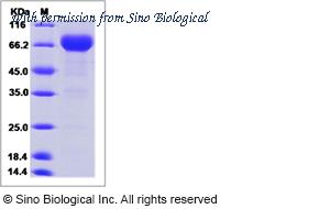 Sino Biological 10084-H05H image 1