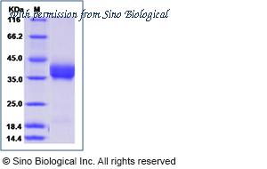Sino Biological 10084-H08H-B image 1