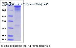 Sino Biological 10201-HCCH image 1