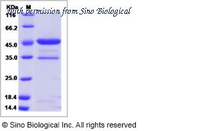 Sino Biological 10215-H04H image 1