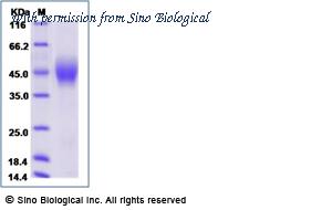 Sino Biological 10402-H08H-B image 1