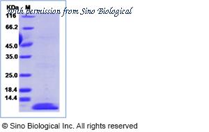 Sino Biological 10621-HNAE image 1