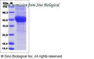 Sino Biological 10685-H08H image 1