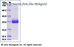 Sino Biological 10702-HNAH-B image 1