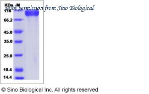 Sino Biological 10708-H08H image 1