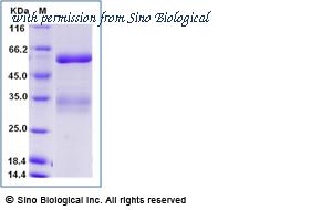 Sino Biological 10770-H08B image 1