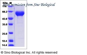 Sino Biological 10825-H08H image 1