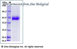 Sino Biological 10853-H27B-B image 1