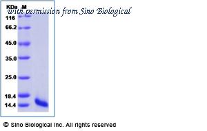 Sino Biological 10879-H08Y image 1