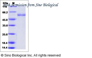 Sino Biological 10934-H01H image 1