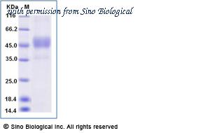 Sino Biological 10981-H23H-B image 1