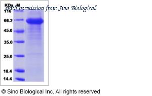 Sino Biological 11005-H02H image 1