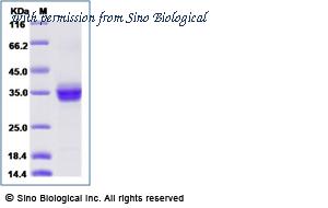 Sino Biological 11014-H07H image 1