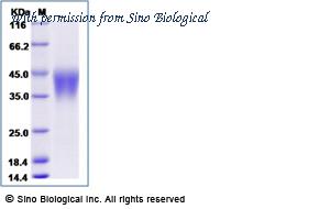 Sino Biological 11046-H08H1 image 1